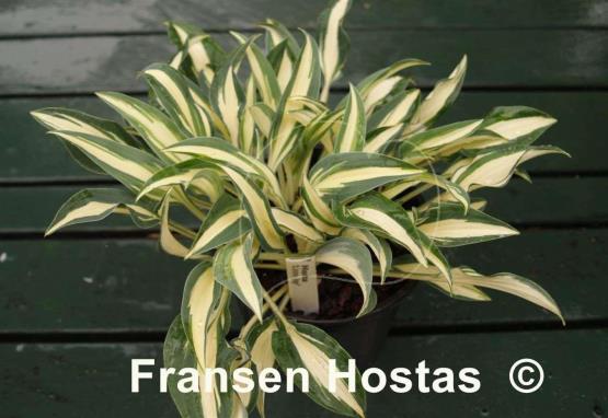 Hosta Little Jay