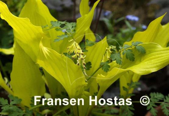 Hosta Little Miss Magic