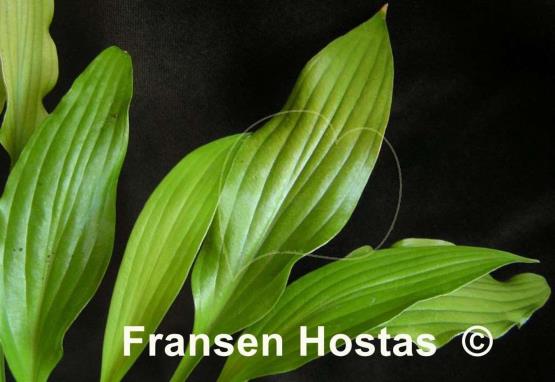 Hosta Little Miss Magic