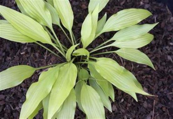 Hosta Little Miss Magic