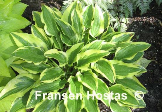 Hosta Little Wonder