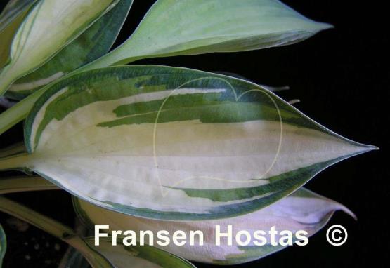 Hosta Lonesome Dove
