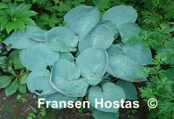 Hosta Love Pat