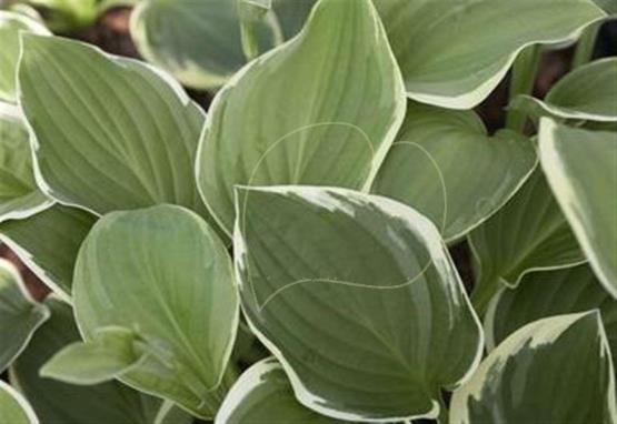 Hosta Love of Life