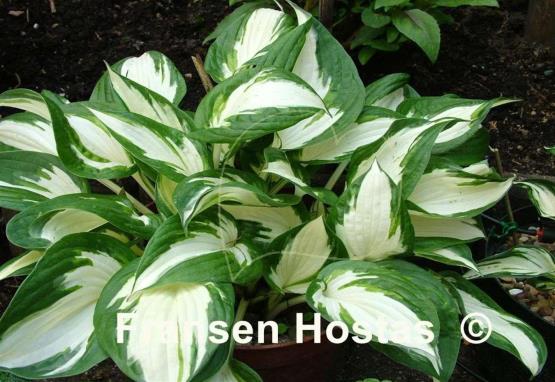 Hosta Loyalist