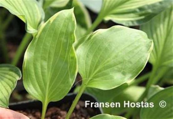 Hosta longipes 'Tenryu Nishiki'