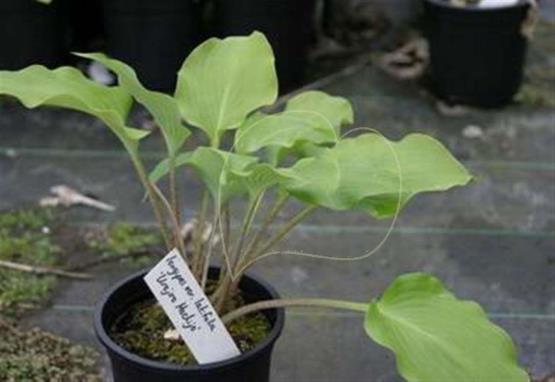 Hosta longipes 'Urajiro Hachijo'