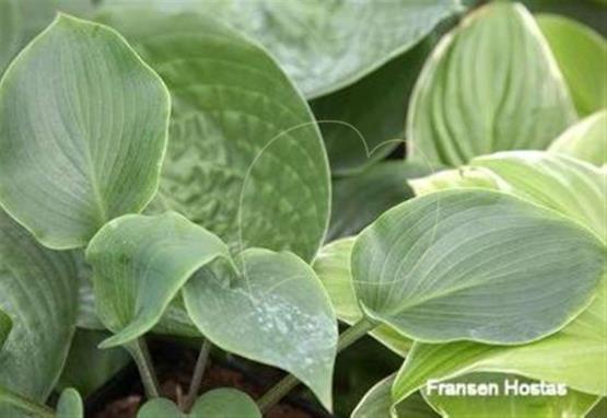 Hosta longipes 'Urajiro'
