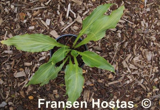 Hosta Machete