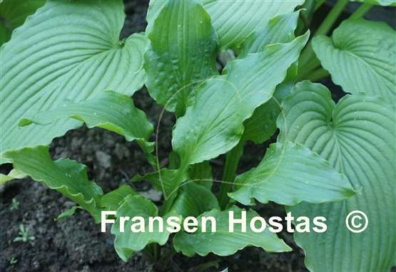 Hosta Machete