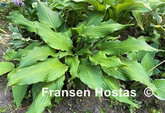 Hosta Machete