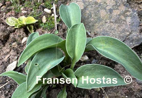 Hosta Macho Mouse