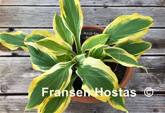 Hosta Mack the Knife