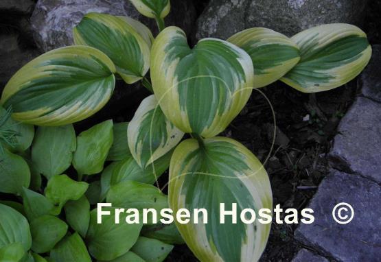 Hosta Mack the Knife