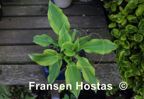 Hosta Mack the Knife