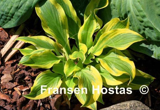 Hosta Mack the Knife