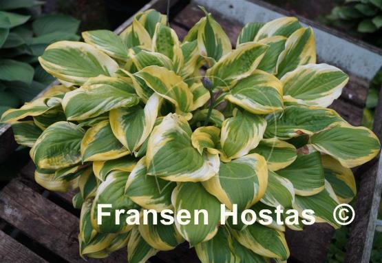 Hosta Mack the Knife