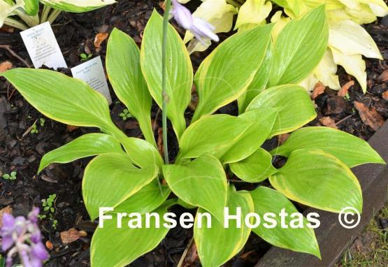 Hosta Mack the Knife