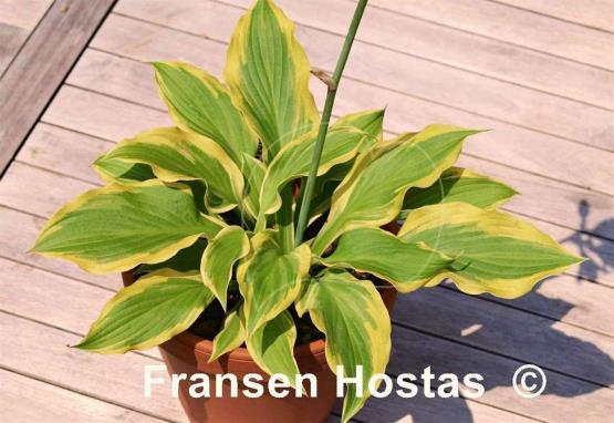 Hosta Mack the Knife