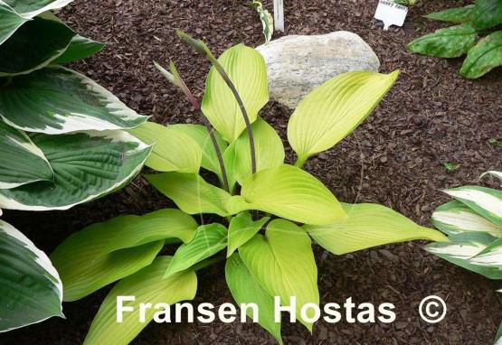 Hosta Madam