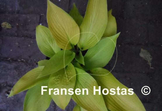Hosta Madam
