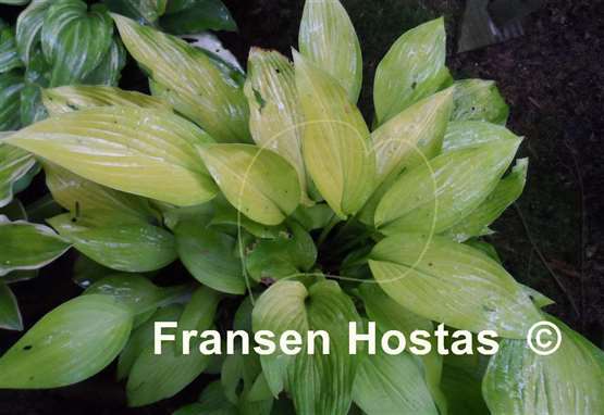 Hosta Madam