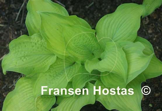 Hosta Made You Look
