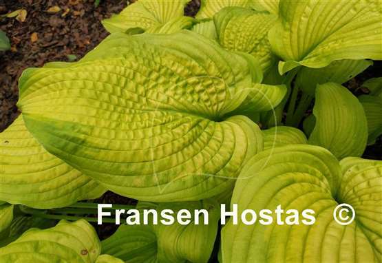 Hosta Made You Look