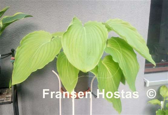 Hosta Maekawa 