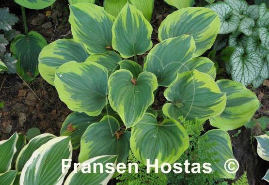 Hosta Magic Fire