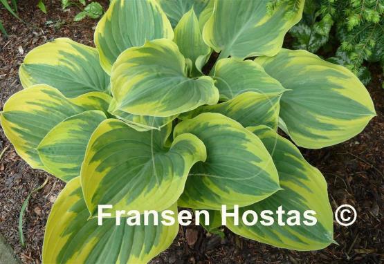 Hosta Magic Fire