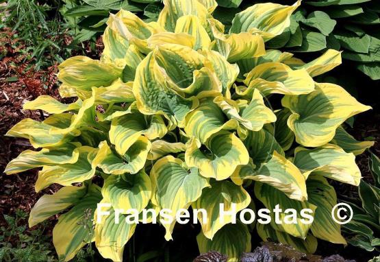 Hosta Magic Fire