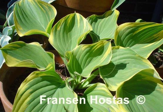 Hosta Magic Fire