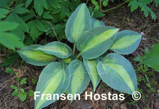 Hosta Magic Island