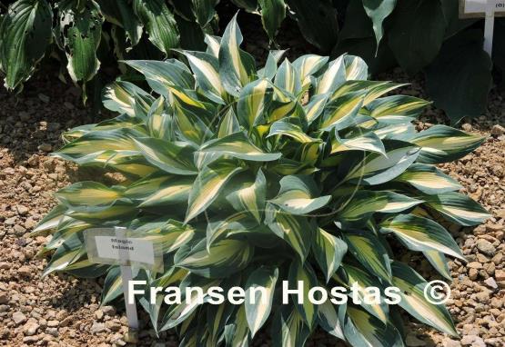 Hosta Magic Island