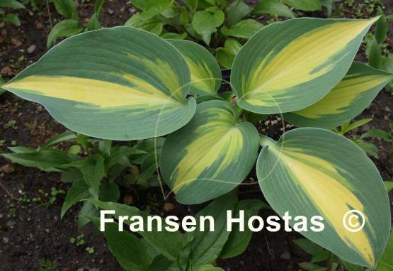 Hosta Magic Island