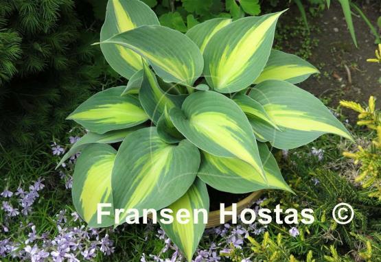 Hosta Magic Island