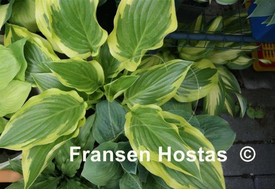 Hosta Majestic
