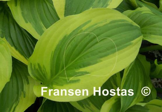 Hosta Majestic