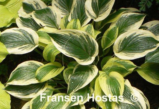 Hosta Majestic