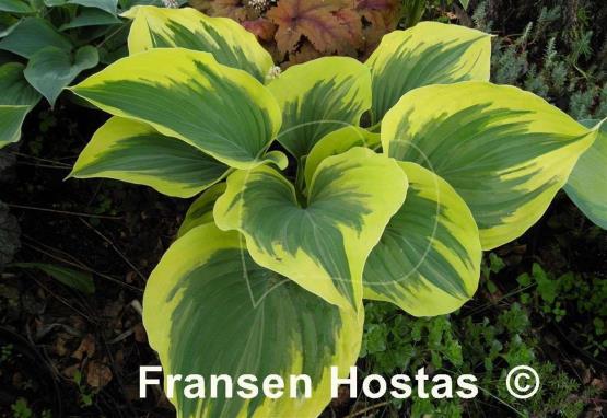 Hosta Majesty