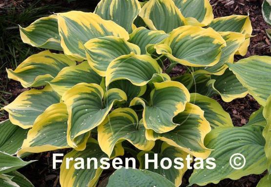 Hosta Majesty