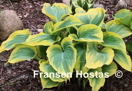 Hosta Majesty