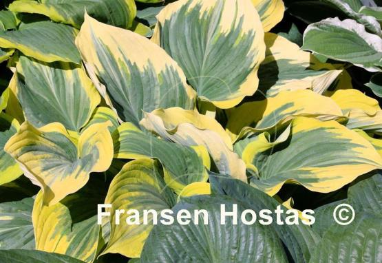 Hosta Majesty