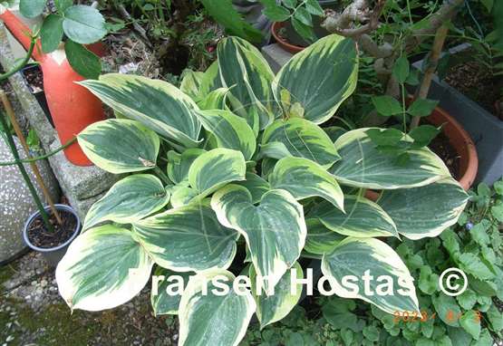 Hosta Majesty