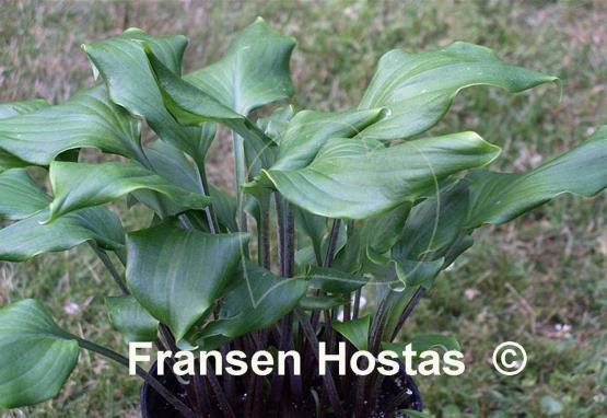 Hosta Major Tom