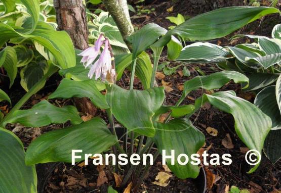 Hosta Major Tom