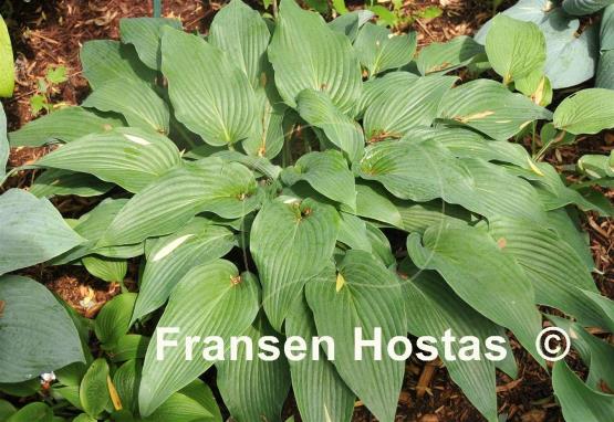 Hosta Majordomo