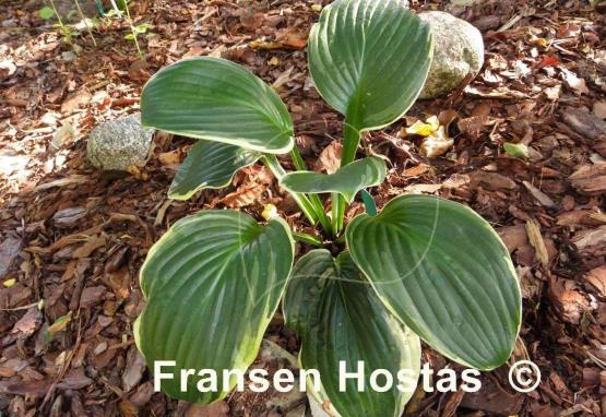 Hosta Malabar