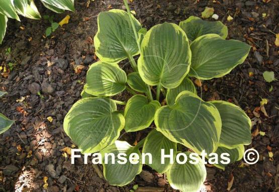 Hosta Malabar